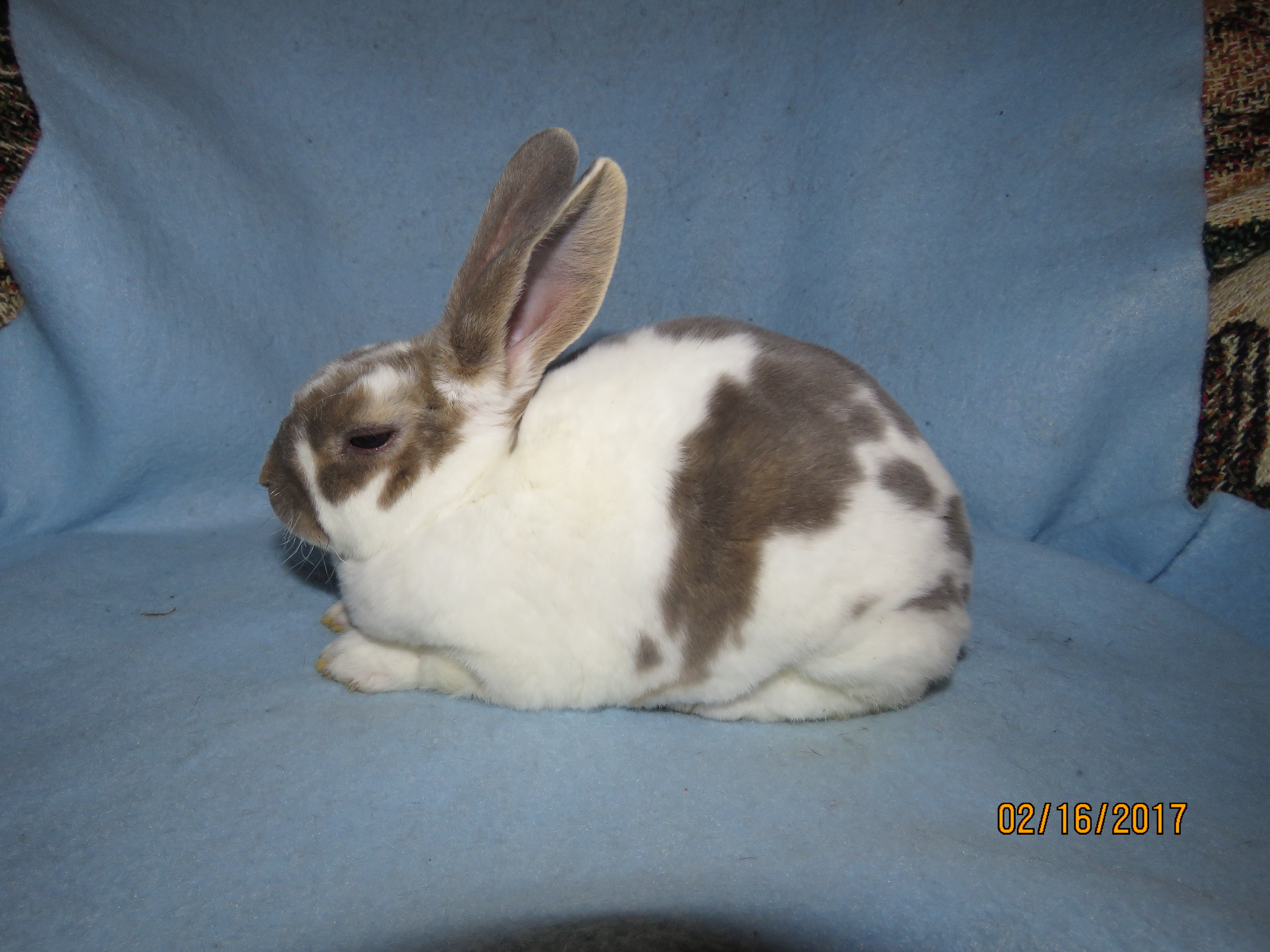 Foxaway RabbitsMini Rex Rabbits for Sale