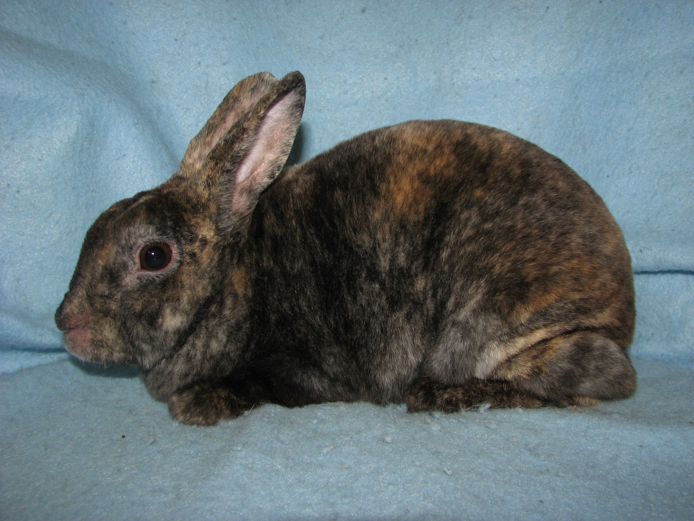 Harlequin Mini Rex – 25 Best Rabbit Breeds for Cuddly Pets – MXQD
