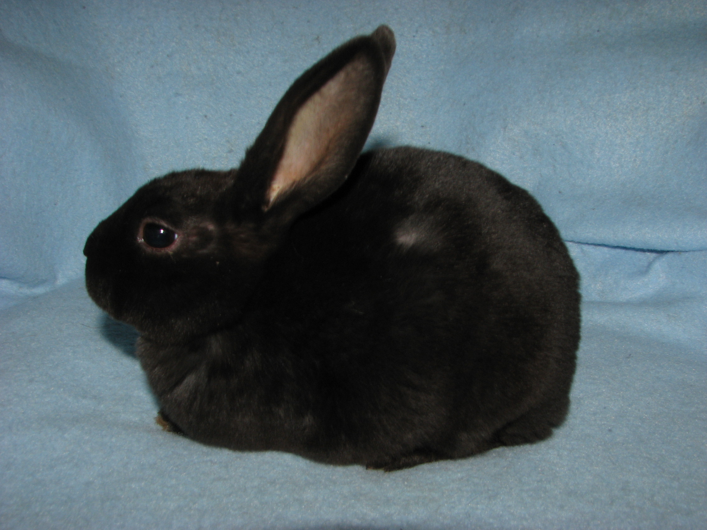 Foxaway Rabbits-Mini Rex Rabbits for Sale