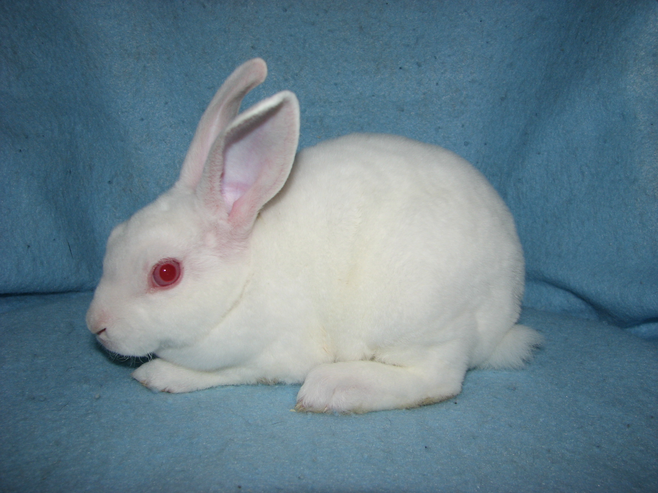 Foxaway Rabbits-Mini Rex Rabbits for Sale